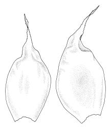 Ptychomnion aciculare, leaves. Drawn from P. Child s.n., 5 Mar. 1972, CHR 412908.
 Image: R.C. Wagstaff © Landcare Research 2018 